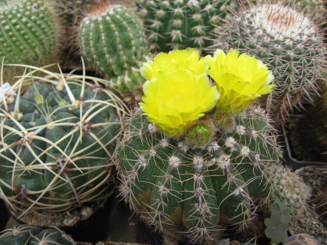 Notocactus linkii